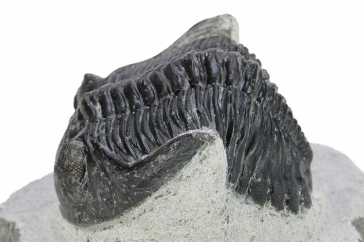 Detailed Hollardops Trilobite - Ofaten, Morocco #271536